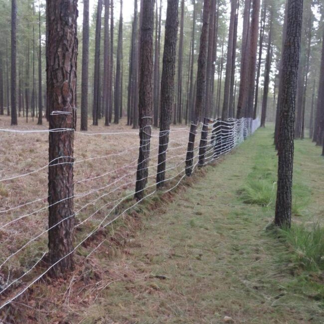 Gęstość siatki ochronnej w zależności od typu lasu