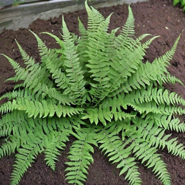 Korzyści z regularnej przesadzki paproci