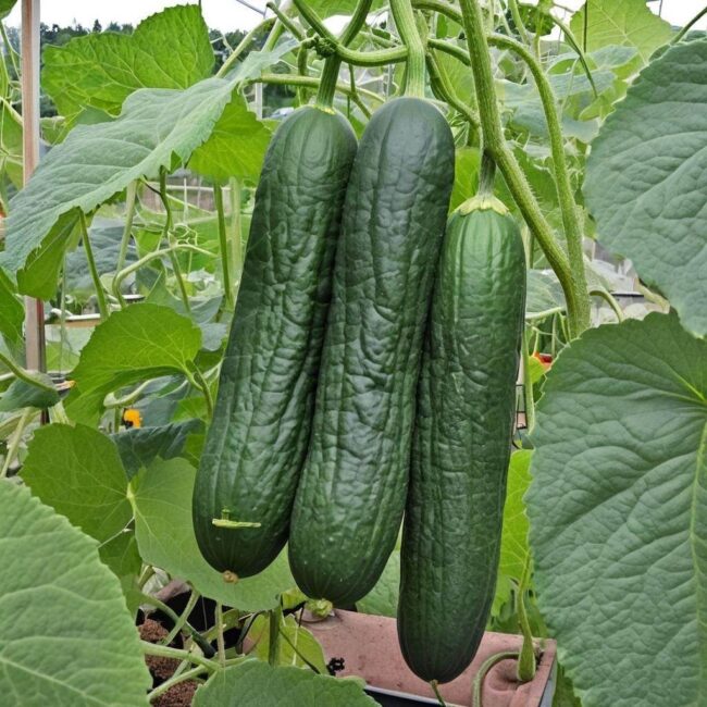 Przycinanie ogórków a skracanie czasu dojrzewania